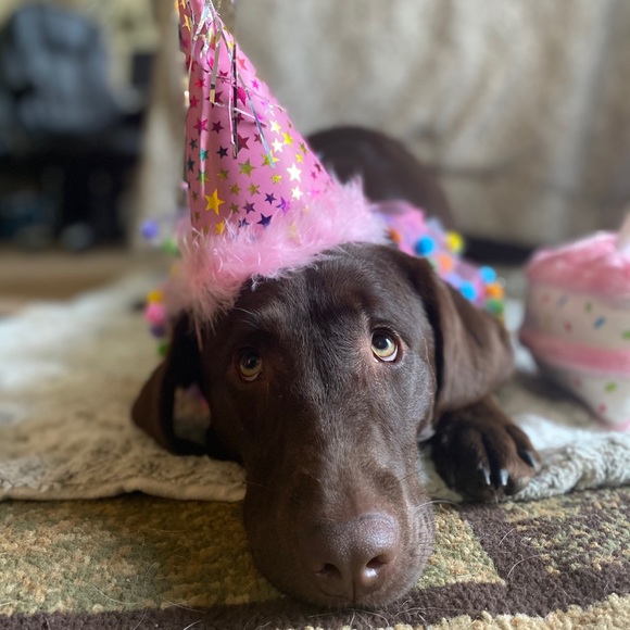 Meet your Posher, Manda - Picture 1 of 1